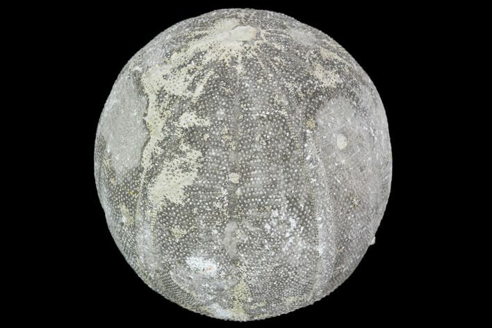 Fossil Sea Urchin (Eucosmus) - Morocco #104542